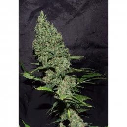 White Widow X The Ultimate ® - Dutch Passion - regulovaná semena - 10 ks