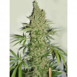 White Widow X The Ultimate ® - Dutch Passion - regulovaná semena - 10 ks