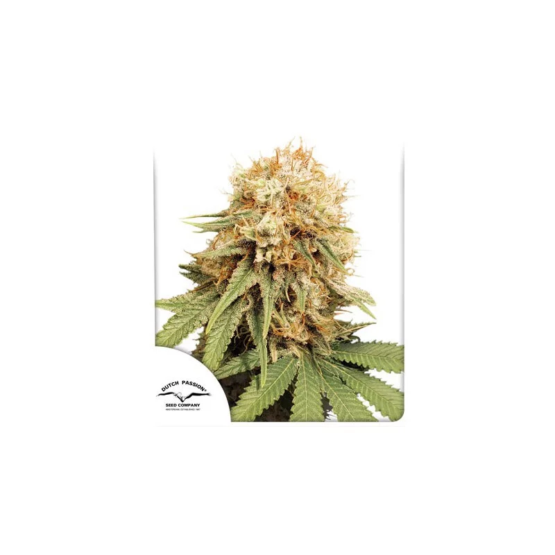 White Widow ®  - Dutch Passion - regular semena -  10 ks