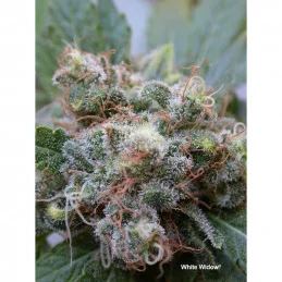 White Widow ®  - Dutch Passion - regular semena -  10 ks