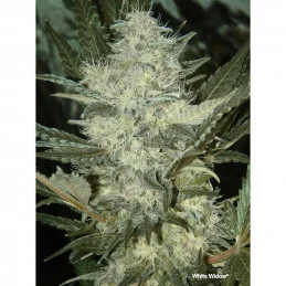 White Widow ®  - Dutch Passion - regular semena -  10 ks