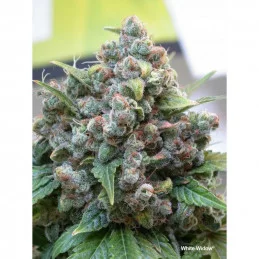 White Widow ®  - Dutch Passion - regular semena -  10 ks
