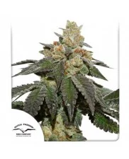 Skydawg Soda® - Dutch Passion - regular - 10 ks - BRZY V PRODEJI