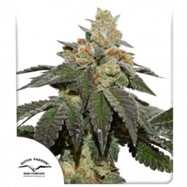 Skydawg Soda® - Dutch Passion - regular - 10 ks - BRZY V PRODEJI