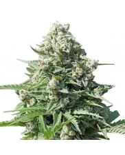 Royal Gorilla Automatic - Royal Queen Seeds - autoflowering