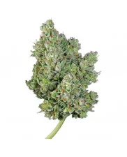 Royal Gorilla Automatic - Royal Queen Seeds - autoflowering