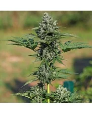 Royal Gorilla Automatic - Royal Queen Seeds - autoflowering