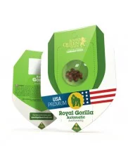 Royal Gorilla Automatic - Royal Queen Seeds - autoflowering