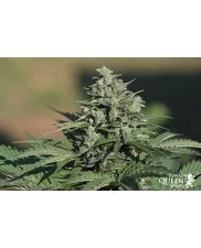 Royal Gorilla Automatic - Royal Queen Seeds - autoflowering