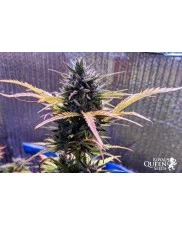 Royal Gorilla Automatic - Royal Queen Seeds - autoflowering