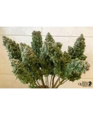 Royal Gorilla Automatic - Royal Queen Seeds - autoflowering