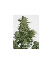 Royal Kush Automatic - Royal Queen Seeds - autoflowering 