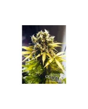 Royal Kush Automatic - Royal Queen Seeds - autoflowering 