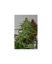 Royal Kush Automatic - Royal Queen Seeds - autoflowering 