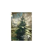 Royal Kush Automatic - Royal Queen Seeds - autoflowering 