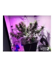 Royal Critical Automatic - Royal Queen Seeds -  autoflowering