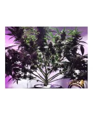 Royal Critical Automatic - Royal Queen Seeds -  autoflowering