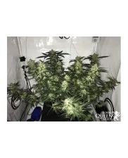 Royal Critical Automatic - Royal Queen Seeds -  autoflowering