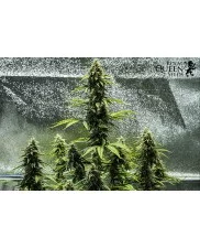 Royal Haze Automatic - Royal Queen Seeds -  autoflowering