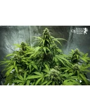 Royal Haze Automatic - Royal Queen Seeds -  autoflowering