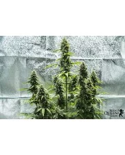 Royal Haze Automatic - Royal Queen Seeds -  autoflowering