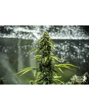 Royal Haze Automatic - Royal Queen Seeds -  autoflowering