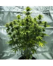Royal Haze Automatic - Royal Queen Seeds -  autoflowering