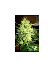 Royal AK Automatic - Royal Queen Seeds - autoflowering 