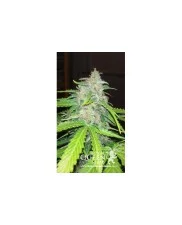 Royal AK Automatic - Royal Queen Seeds - autoflowering 