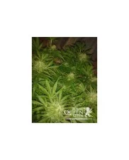 Royal AK Automatic - Royal Queen Seeds - autoflowering 