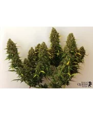 Royal Bluematic - Royal Queen Seeds - autoflowering