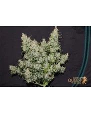 Amnesia Haze Automatic - Royal Queen Seeds - autoflowering
