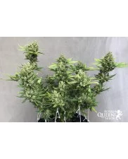 Amnesia Haze Automatic - Royal Queen Seeds - autoflowering