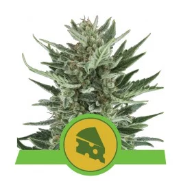 Royal Cheese Automatic - Royal Queen Seeds - autoflowering