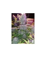Royal Cheese Automatic - Royal Queen Seeds - autoflowering