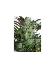 Royal Cheese Automatic - Royal Queen Seeds - autoflowering