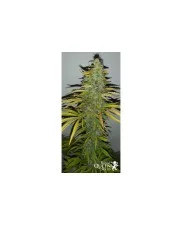 Royal Cheese Automatic - Royal Queen Seeds - autoflowering
