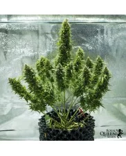 Royal Jack Automatic - Royal Queen Seeds - autoflowering
