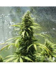Royal Jack Automatic - Royal Queen Seeds - autoflowering