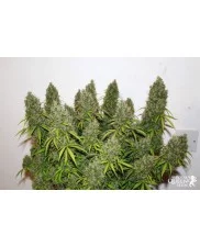 Royal Jack Automatic - Royal Queen Seeds - autoflowering