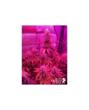 Bubble Kush Automatic - Royal Queen Seeds - autoflowering