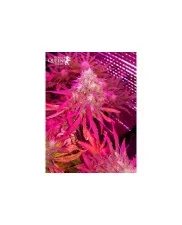 Bubble Kush Automatic - Royal Queen Seeds - autoflowering