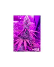 Bubble Kush Automatic - Royal Queen Seeds - autoflowering