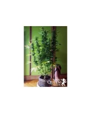 Bubble Kush Automatic - Royal Queen Seeds - autoflowering