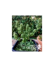 Bubble Kush Automatic - Royal Queen Seeds - autoflowering