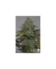 Blue Cheese Automatic - Royal Queen Seeds - autoflowering