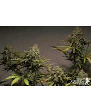 Blue Cheese Automatic - Royal Queen Seeds - autoflowering