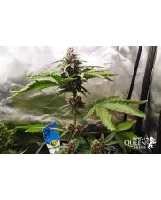 Purplematic CBD - Royal Queen Seeds - medical autoflowering