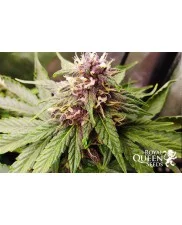 Purplematic CBD - Royal Queen Seeds - medical autoflowering