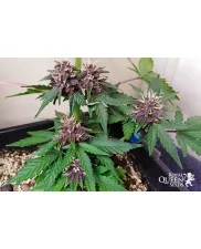 Purplematic CBD - Royal Queen Seeds - medical autoflowering